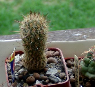 Thelocactus hastifer [Author PTKS Public Domain]