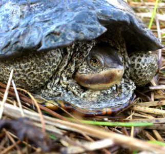 Diamondback Terrapin crossing the road on a warm November day
