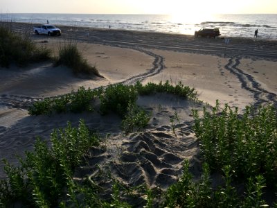 Loggerhead sea turtle nest in the dunes south of Ramp 44 photo