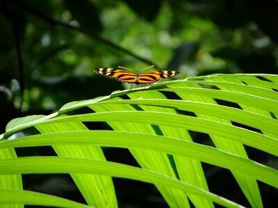 Leaf palma lepidoptera