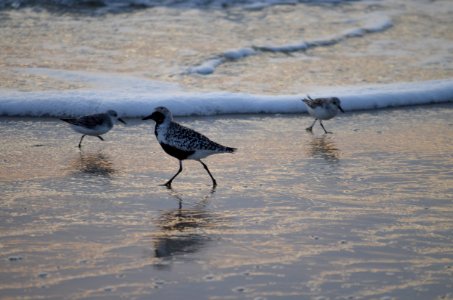 Black-bellied plover in the foreshore; Bodie Island
