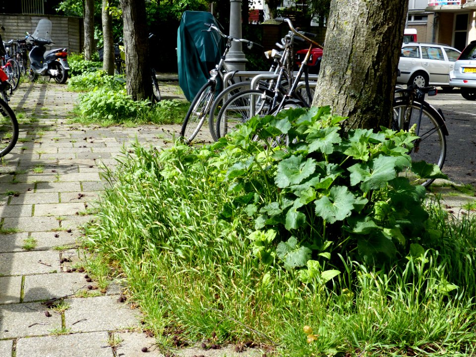 2014.05 - Amsterdam photo, Young urban Hollyhocks conquer the city (with alder clots on the pavement); a geotagged free urban picture, in public domain / Commons CCO; city photography by Fons Heijnsbroek, The Netherlands photo