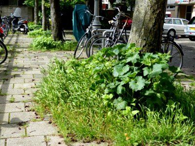 2014.05 - Amsterdam photo, Young urban Hollyhocks conquer the city (with alder clots on the pavement); a geotagged free urban picture, in public domain / Commons CCO;  city photography by Fons Heijnsbroek, The Netherlands
