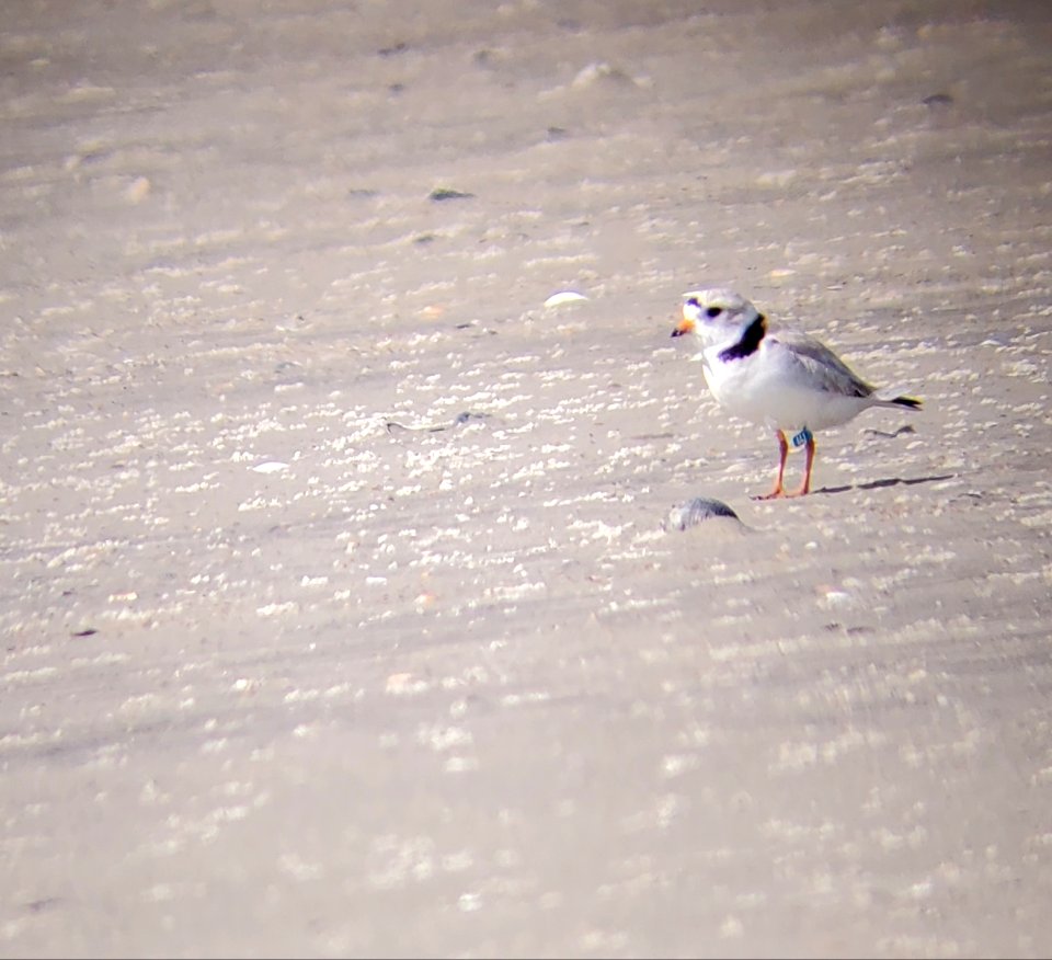 Piping plover on South Point