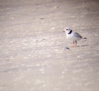 Piping plover on South Point