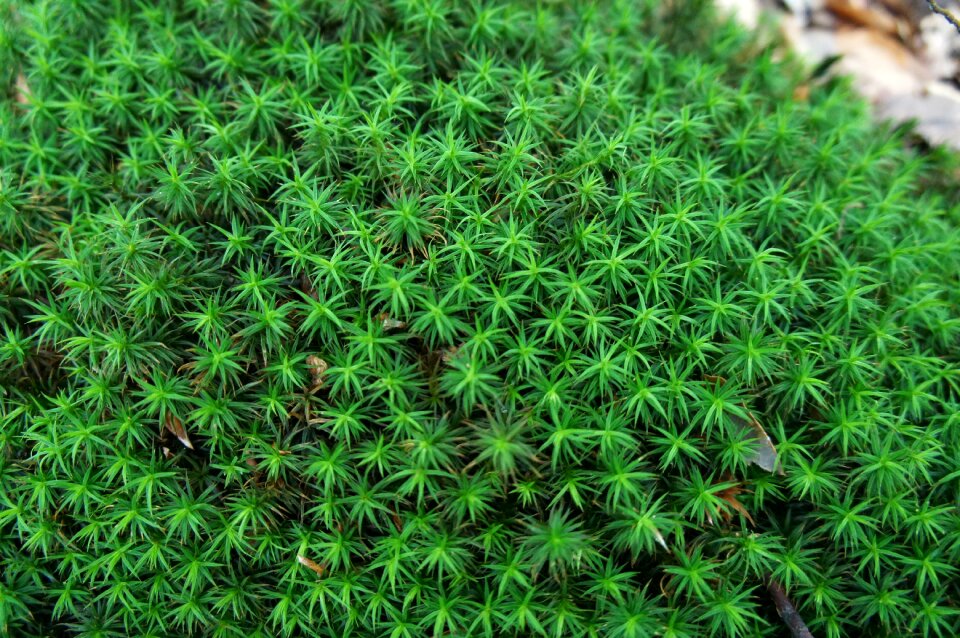 The green structure forest green