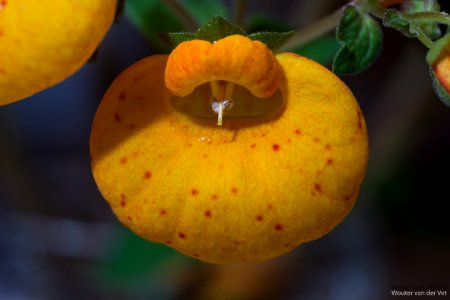 Gele bloem