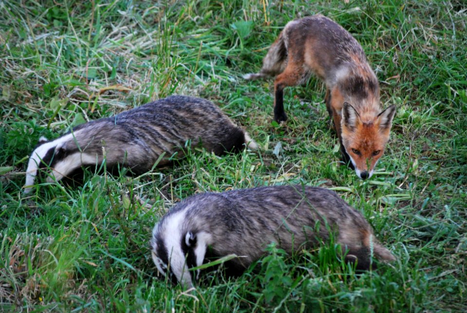 Badgers and fox forage together