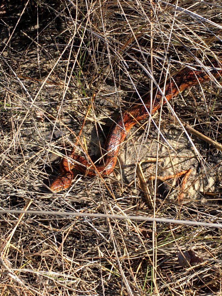 Corn snake on Bodie Island spit near the bridge area