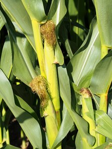 Cultivation cornfield corn leaves photo