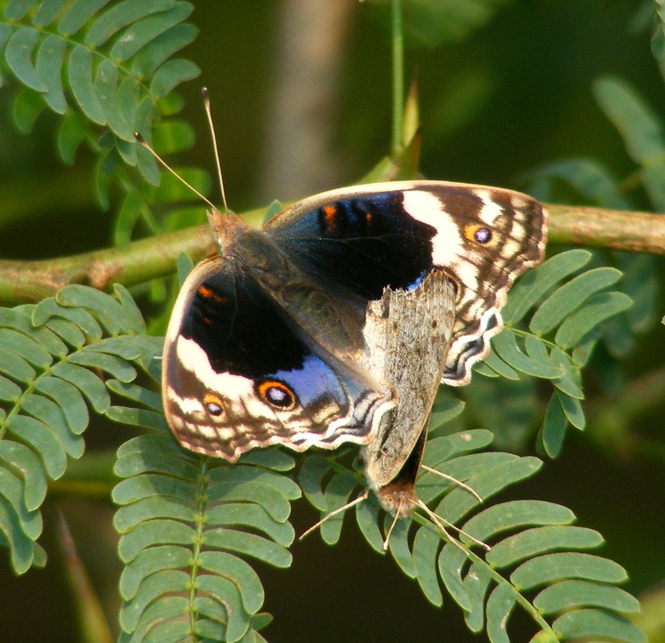 Blue Pansy Junonia orithya