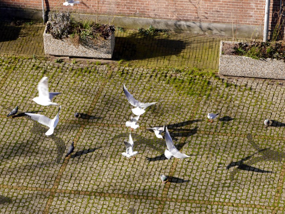 Seagulls and brick bird forms, free photo Amsterdam, by Fons Heijnsbroek