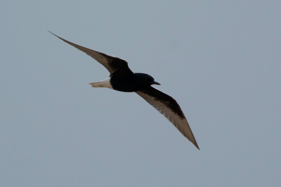 White-winged tern spotted near Ramp 44 in Buxton