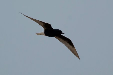 White-winged tern spotted near Ramp 44 in Buxton