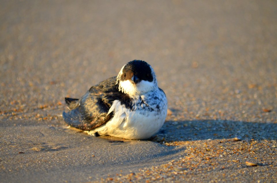 A dovekie near the high tide line