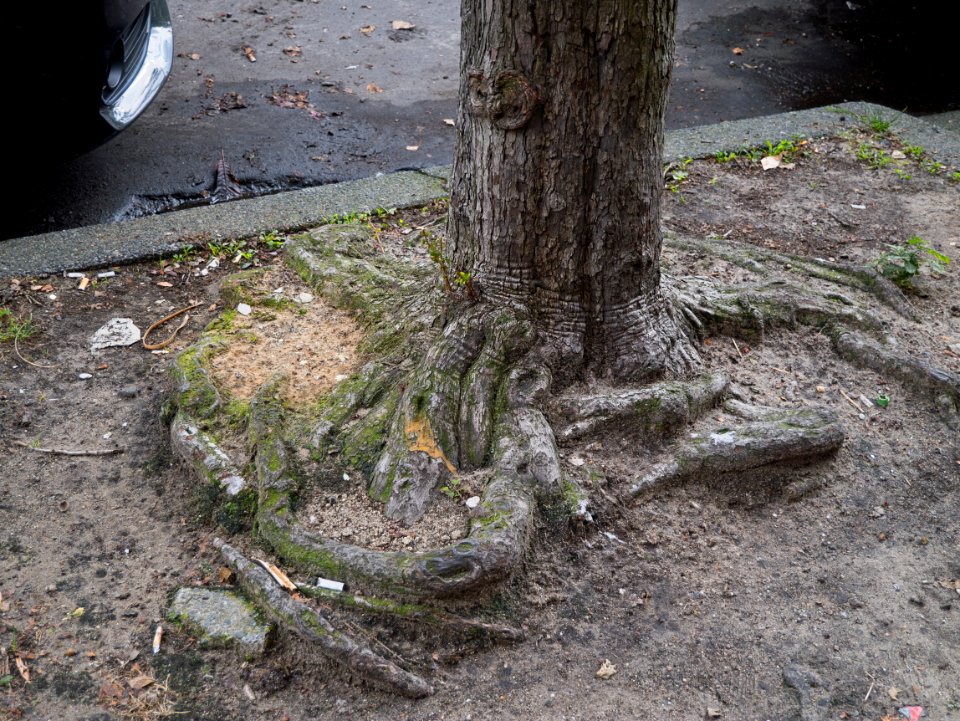Urban tree trunk with visible curling roots, Amsterdam city