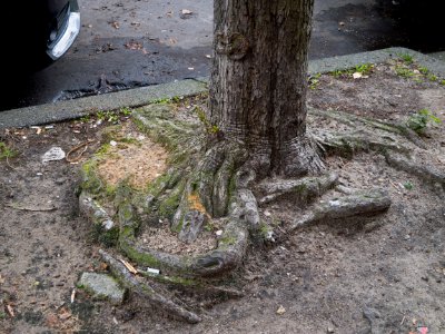 Urban tree trunk with visible curling roots, Amsterdam city photo