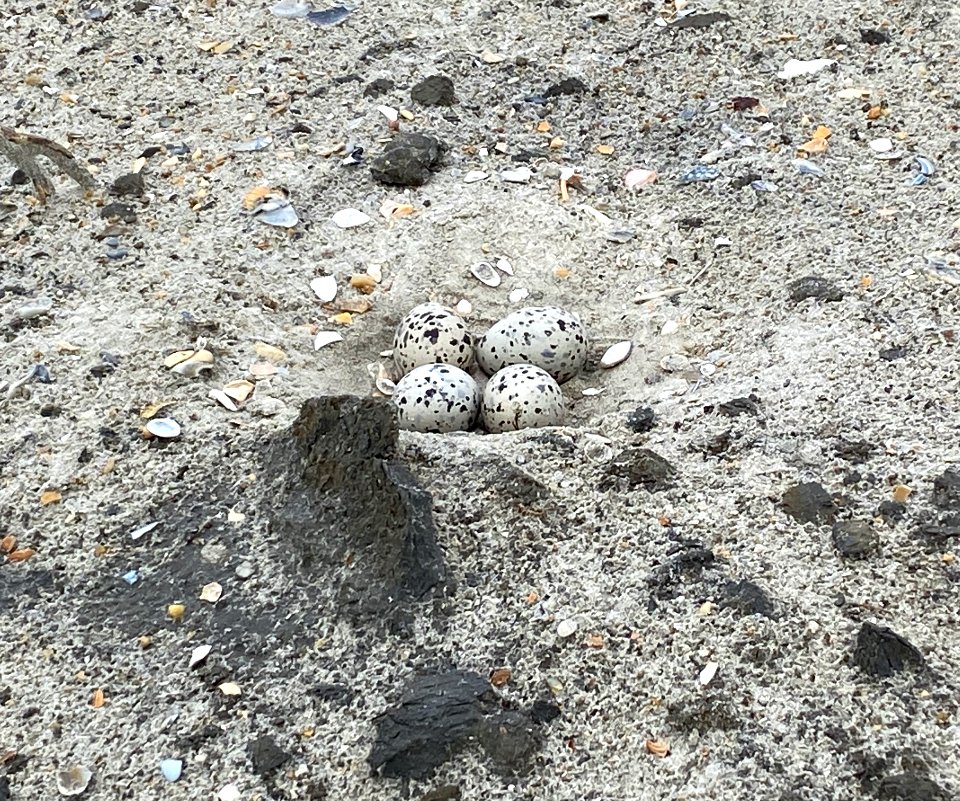 A 4-egg American oystercatcher nest is a rare sight--a normal clutch has 3-eggs, photo taken on Ocracoke