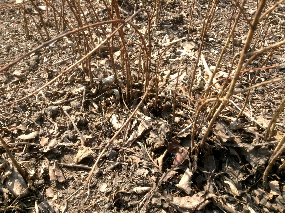 Punica granatum seedlings