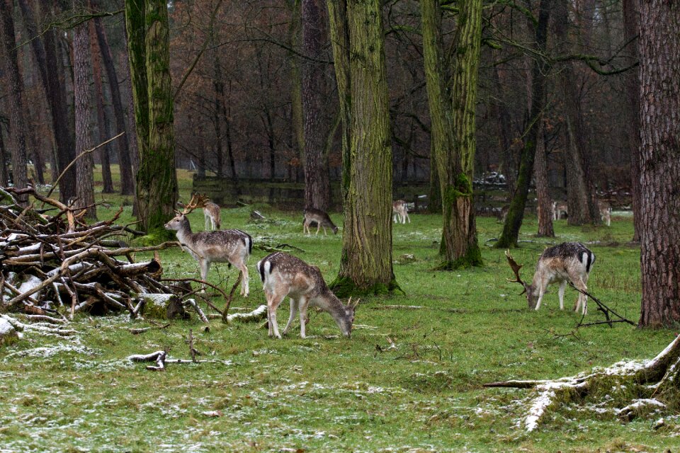 Wild fallow deer red deer