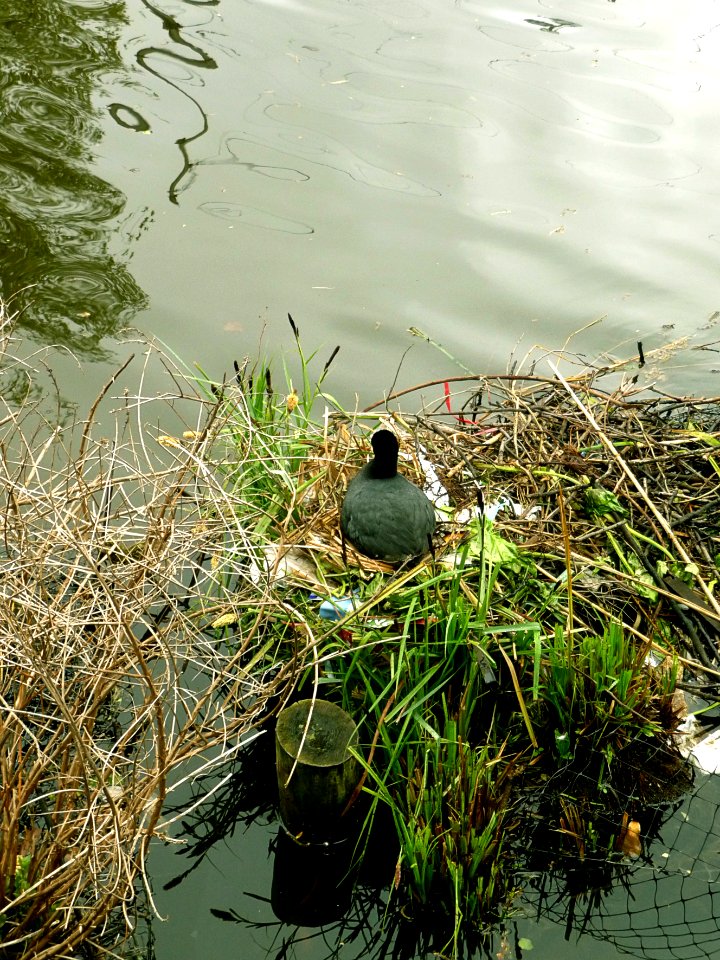 2015.04 - Amsterdam photo of urban waterbirds - A nesting coot on the border of the canal water in the city; a geotagged free urban picture, in public domain / Commons CCO;  city photography by Fons Heijnsbroek, The Netherlands