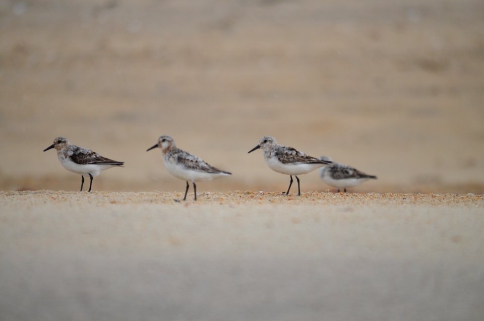 Group of sanderlings loitering in the foreshore on Bodie Island