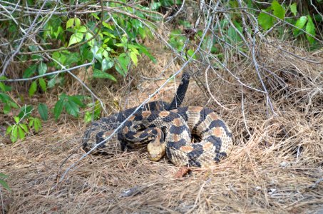 Timber rattlesnake near the Bodie Island Old Coast Guard Station photo