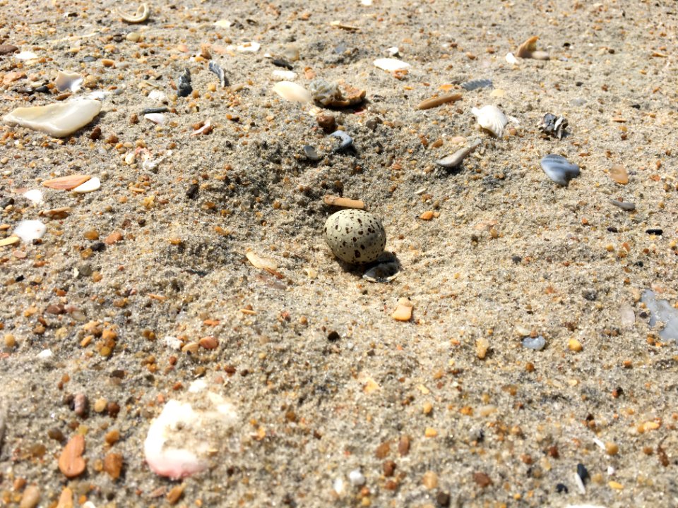 Least tern egg on Hatteras Island 2020