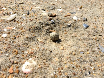 Least tern egg on Hatteras Island 2020 photo