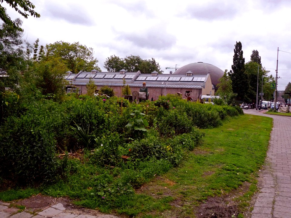 2013.06 - 'city guerrilla-garden and view on Artis Zoo', and the Planetarium dome on the Plantage Kerklaan; photo Amsterdam city in Summer; photographer Fons Heijnsbroek