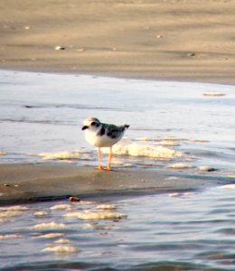 Migrating piping plover foraging on the north end of Ocracoke photo