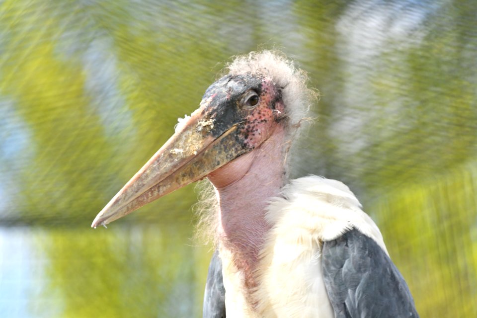 A long beak! - Barn Door