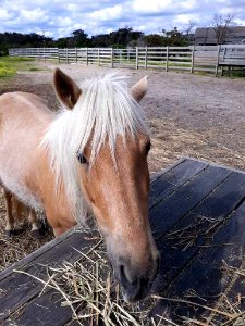 Jobelle, Ocracoke pony