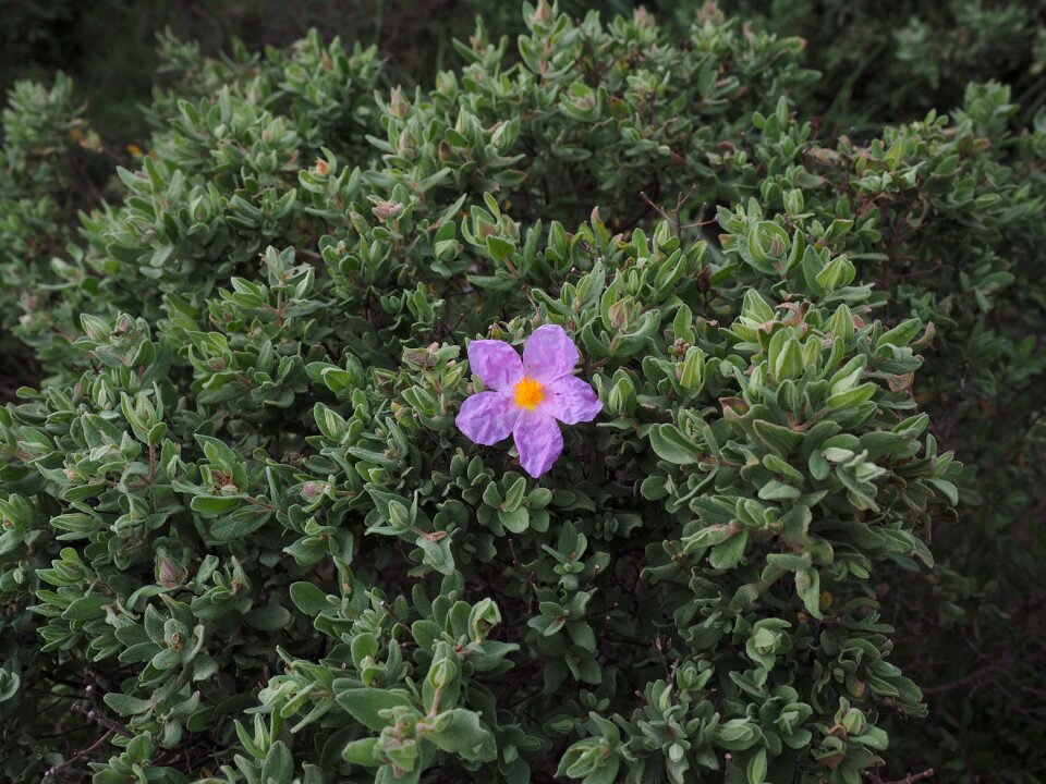 Bloom purple pink