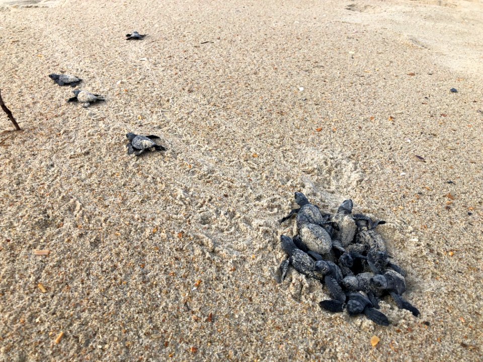 Kemp's Ridley nest hatch south of Ramp 55 08-25-2020