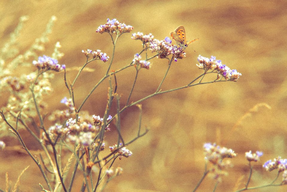 Limonium narbonense