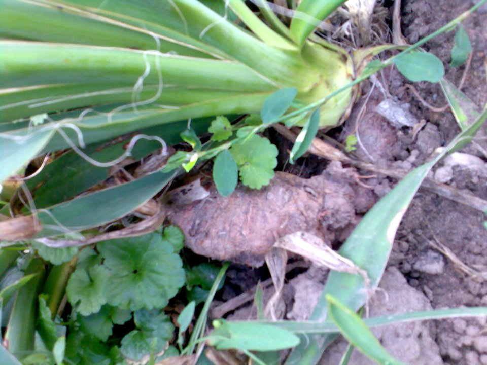 Yucca filamentosa. Small trunk