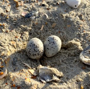 Least tern eggs South Point