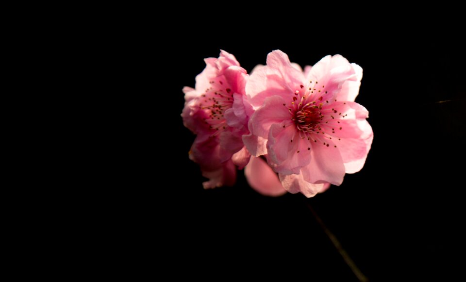 The scenery red flowers light and shadow