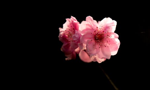 The scenery red flowers light and shadow