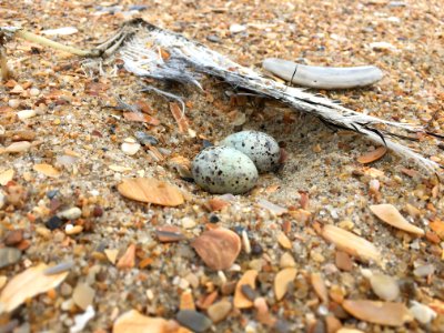 2-egg least tern nest surrounded by an old tern wing photo