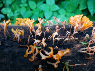 Fungi brown green photo