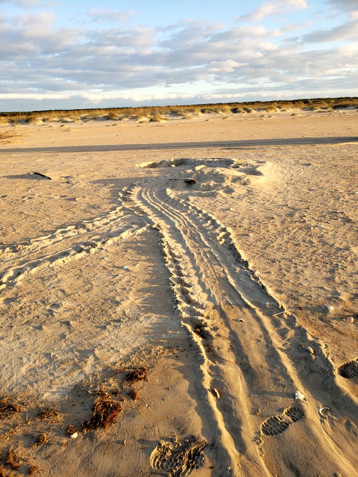 Late season green sea turtle nest found October 31, 2020 near South Beach Road