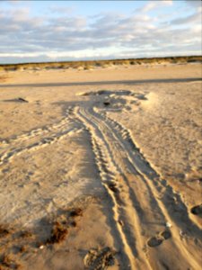 Late season green sea turtle nest found October 31, 2020 near South Beach Road