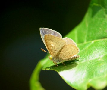 IMG 9050Spalgis epius (Westwood, [1851]) – Apefly