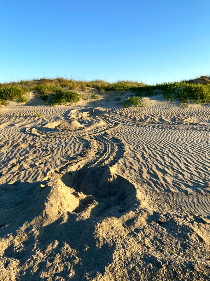Ocracoke's first green sea turtle nest, found north of Ramp 67