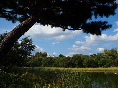 River water meadow