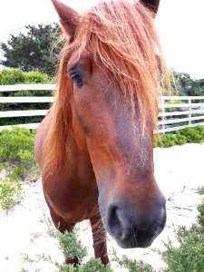 Captain - Ocracoke pony
