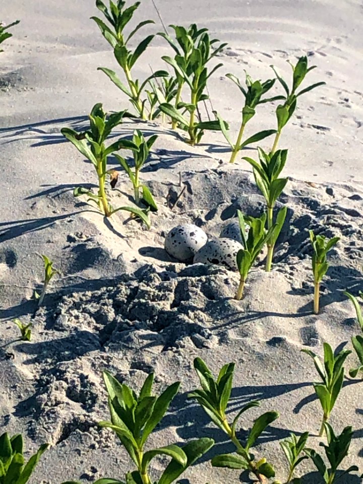 An American oystercatcher nest at full clutch