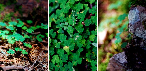 Clover